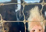 Mississippi Agriculture and Forestry Museum