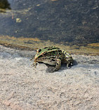 Parco nazionale delle isole della Georgian Bay