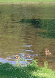 Large Pond at Castle Philippsruhe