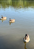 Large Pond at Castle Philippsruhe