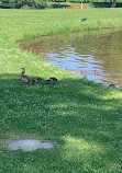 Large Pond at Castle Philippsruhe