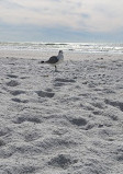 Siesta Beach