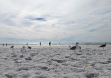 Siesta Beach