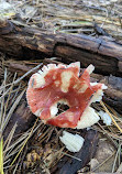 Hardy Lake Trail Head