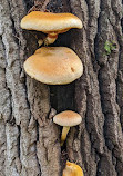 Hardy Lake Trail Head