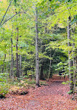 Huckleberry Rock Lookout Trail