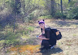 Huckleberry Rock Lookout Trail