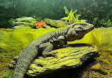 Reptilia Whitby