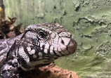 Reptilia Whitby