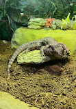 Reptilia Whitby