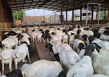 Dubai Cattle Market