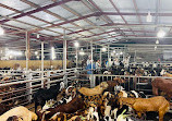 Dubai Cattle Market