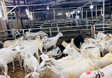 Dubai Cattle Market