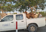 Dubai Cattle Market