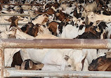 Dubai Cattle Market