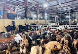 Dubai Cattle Market