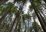 Lynn Canyon Park East Parking Lot