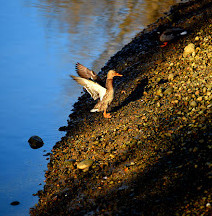 Wild Bird Trust of BC