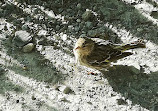 Wild Bird Trust of BC