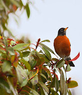 Wild Bird Trust of BC