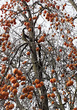 Jardin Botanique et Roseraie