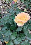 Jardin Botanique et Roseraie