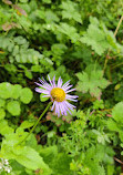 Valley of Flowers National Park