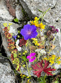 Valley of Flowers National Park