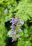 Valley of Flowers National Park