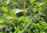 Valley of Flowers National Park