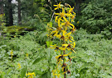 Valley of Flowers National Park