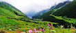 Valley of Flowers National Park