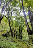 Valley of Flowers National Park