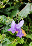 Valley of Flowers National Park