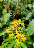 Valley of Flowers National Park