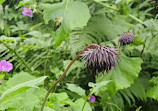 Valley of Flowers National Park