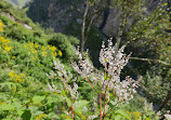 Valley of Flowers National Park