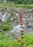 Valley of Flowers National Park