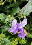 Valley of Flowers National Park