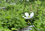 Valley of Flowers National Park