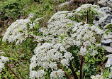 Valley of Flowers National Park