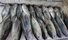 Grenada Fish Market