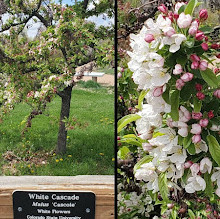 Mesa County Fairgrounds Arboretum