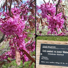 Mesa County Fairgrounds Arboretum