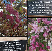 Mesa County Fairgrounds Arboretum