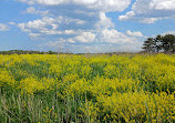 Belle Isle Marsh Reservation