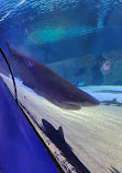 Antalya Aquarium