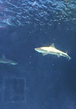 Antalya Aquarium