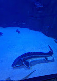 Antalya Aquarium