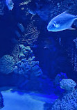 Antalya Aquarium